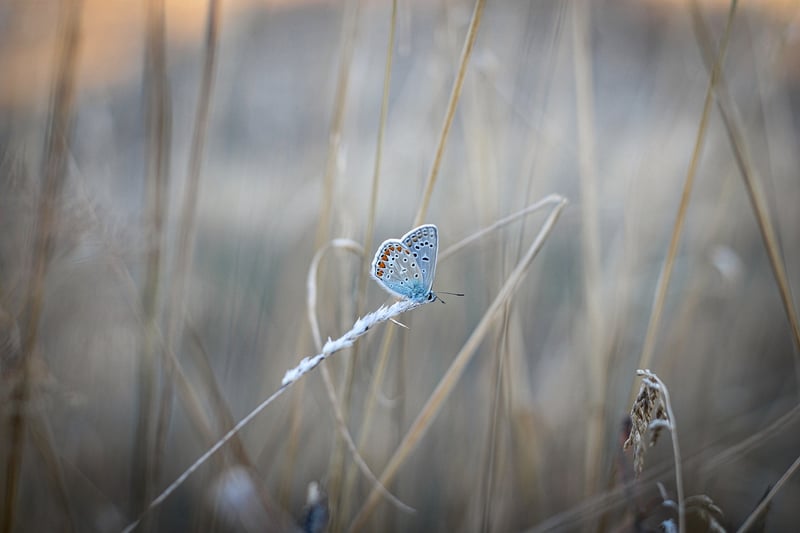 Butterfly Effect Image